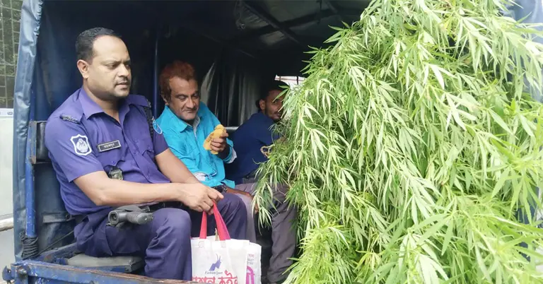 পুলিশের গাড়িতে উদ্ধারকৃত সেই গাঁজার গাছ